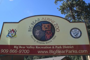 Big Bear Alpine Zoo Run For The Grizzlies