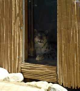 A Snow Leopard relaxes at the Big Bear Alpine Zoo