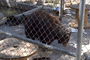 3 Legged Bear playing with a box at the Big Bear Zoo