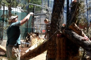 Curator Bob Cisneros feeding the cougars at the Big Bear Zoo