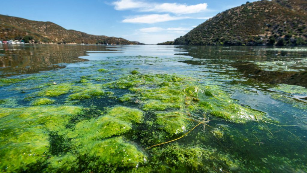 Algae in Big Bear Lake | Destination Big Bear