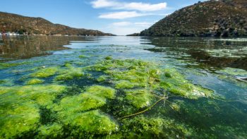 Algae in Big Bear Lake