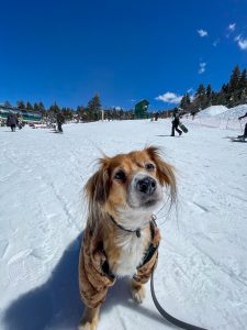 Discover Dog Friendly Vacations Big Bear