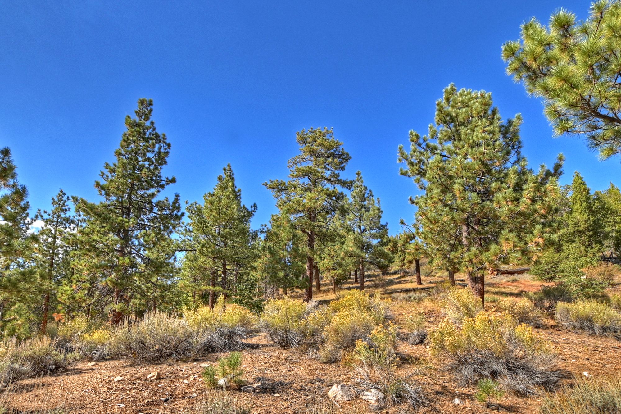 Big Bear Cabin - Eagles Nest North - 38