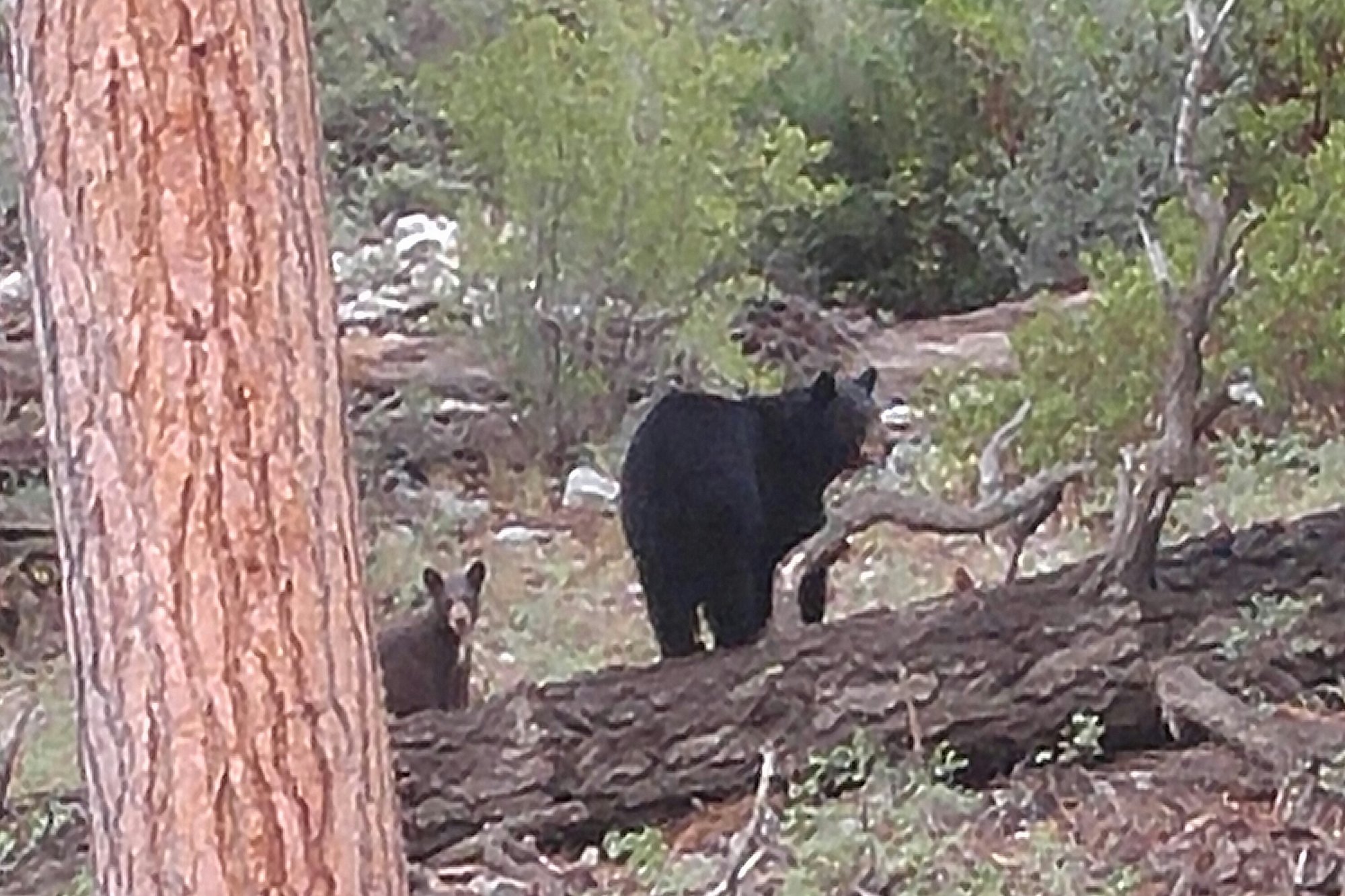 Big Bear Cabin - Moonridge Mountain Ski Cabin - 27